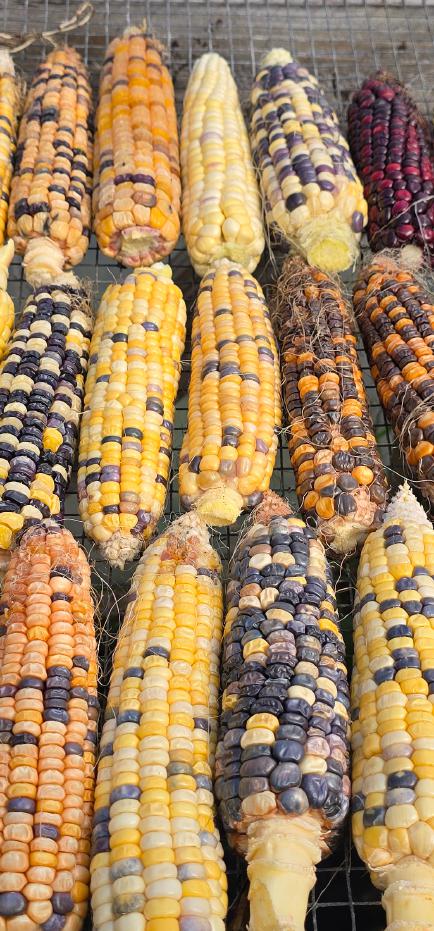Dried multicolored corn cobs