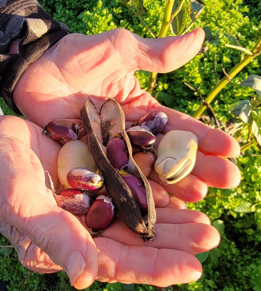 Hands cupping a small pile of saved seed