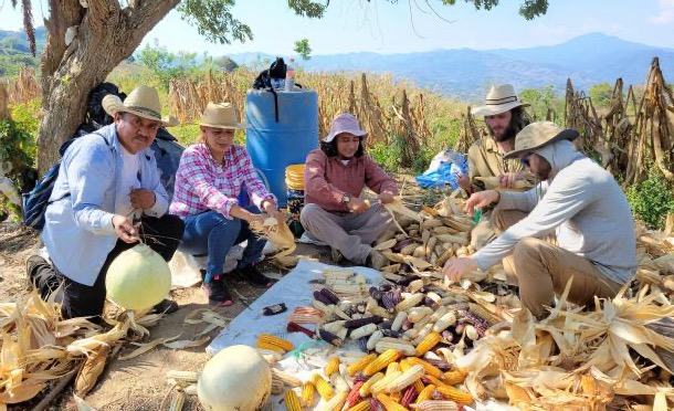 A group planting together on a hillside in Guerrero, Mexico