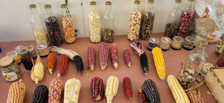 Dozens of varieties of corn and seed displayed at a seed exchange in Guerrero, Mexico