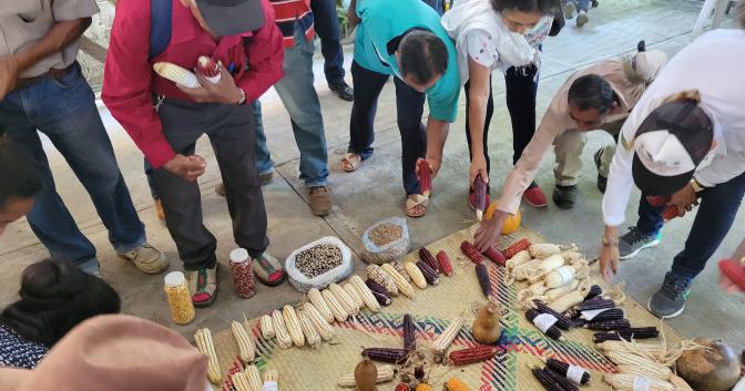 Growers sorting and sharing seed laid out on the ground