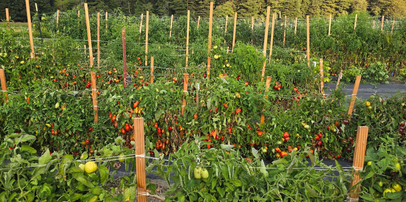 Rows of staked tomato plants in a variety trial at the Organic Seed Alliance farm in Humboldt County, California